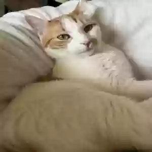 lost male cat moby