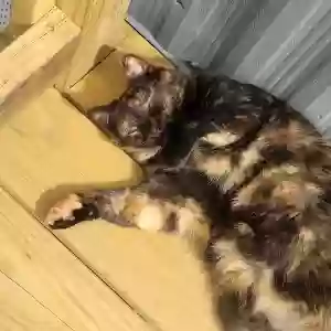 lost female cat molly