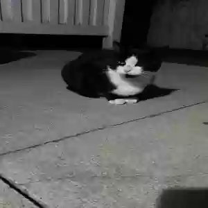 found unknown cat unknown