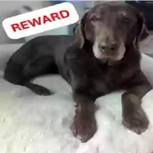 lost female dog mindy