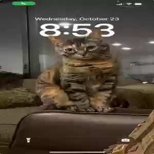 lost female cat nala