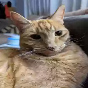 lost male cat oj