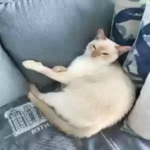lost female cat pala'ai
