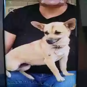 lost female dog mila