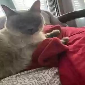 lost female cat nauga