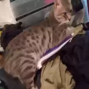 lost male cat nala