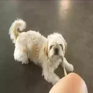 lost female dog maya