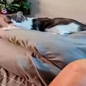 lost female cat baby