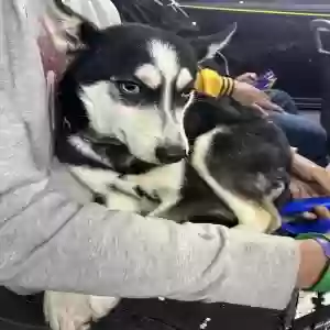 lost female dog makayla