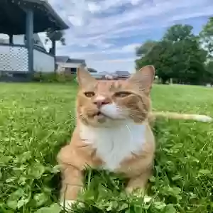 lost male cat milo