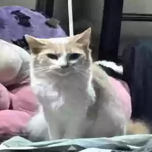 lost female cat princess