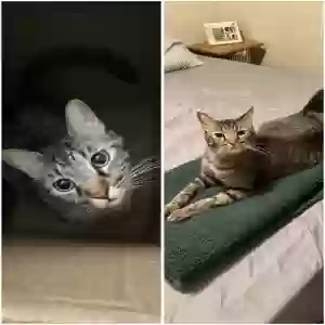 lost male cat tiger