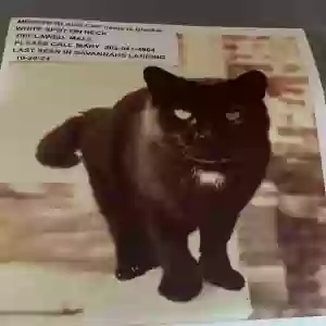 lost male cat blackie