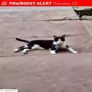 lost male cat henry