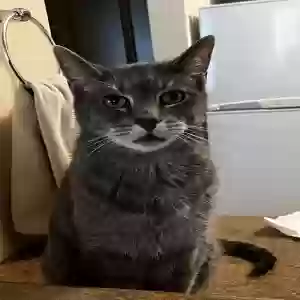 lost male cat max