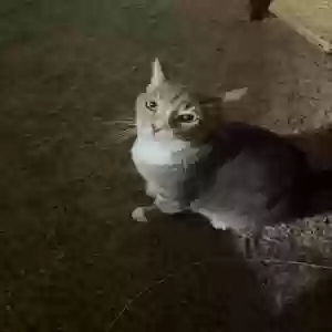 lost male cat dexter