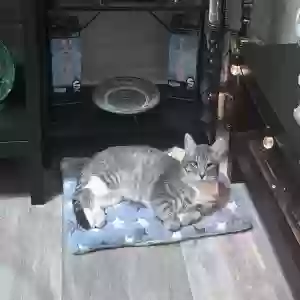 lost male cat doki
