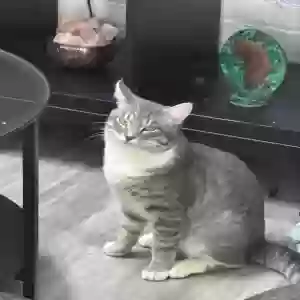 lost male cat doki