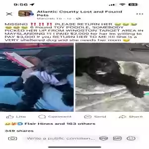 lost female dog onika