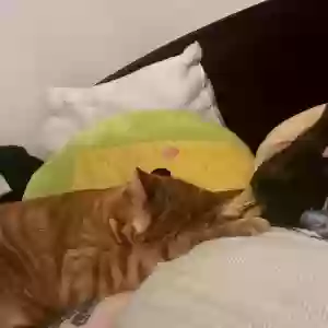 lost male cat mister