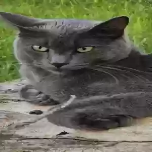 lost male cat gato