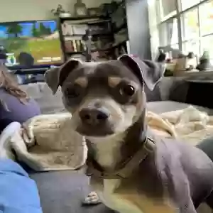 lost male dog midas