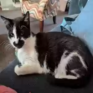 lost female cat sophie