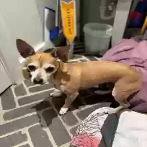 found male dog scanned and no chip