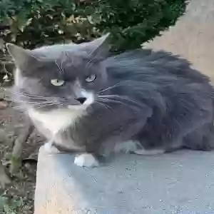 lost female cat michi
