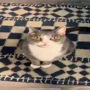 lost male cat roy