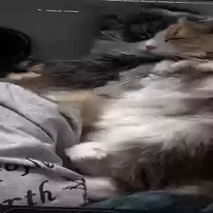lost female cat nala