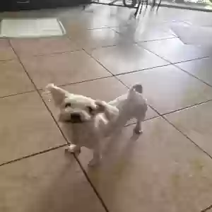 lost female dog linda