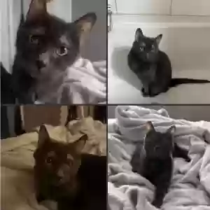 lost male cat george
