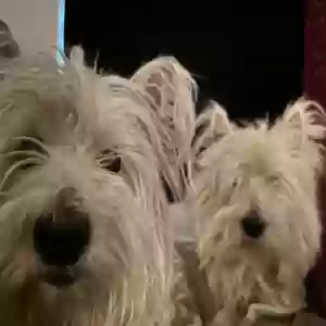 lost female dog babygirl