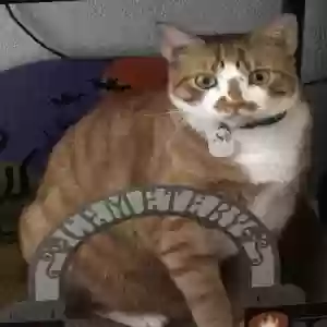 lost male cat maluma