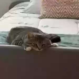 lost male cat milo