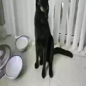 lost male cat ryuk
