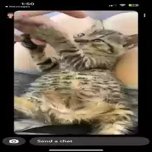 lost unknown cat tator tot