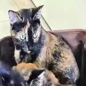 lost female cat violet