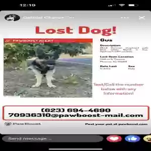 lost male dog unknown