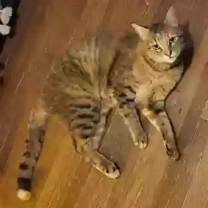 lost female cat maple