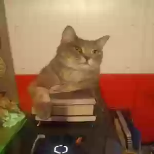 lost male cat titus aurelian