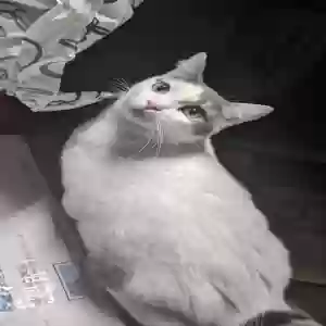 lost female cat gordita