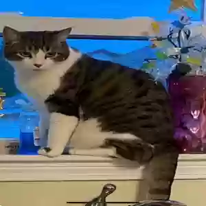 lost male cat suzy boy