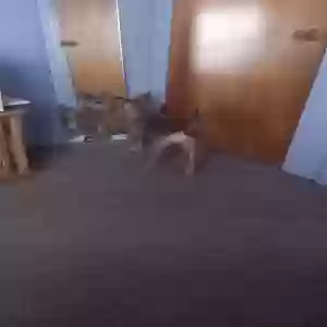 lost female dog grey