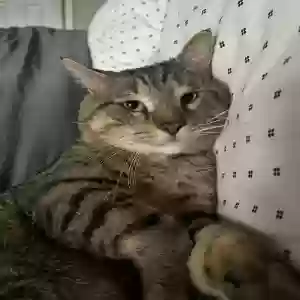 lost male cat rocky