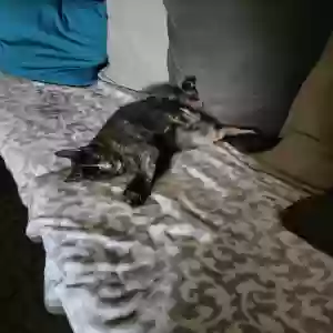 lost female cat lucy