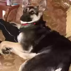 lost male dog jax