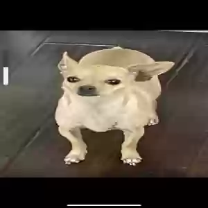 lost female dog butterscotch