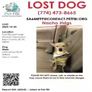 lost male dog nacho_chihuahua